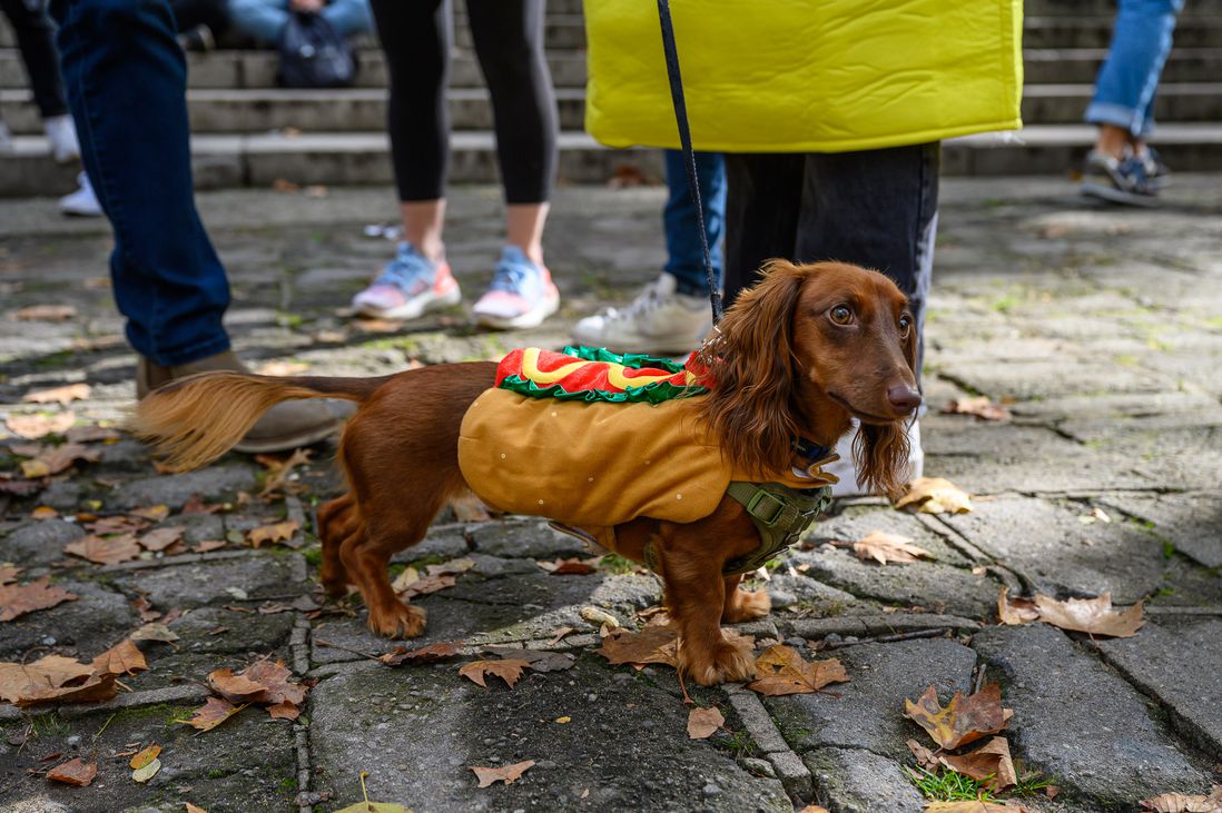 Photos from The 2021 Fort Greene Great PUPkin Dog Costume Contest